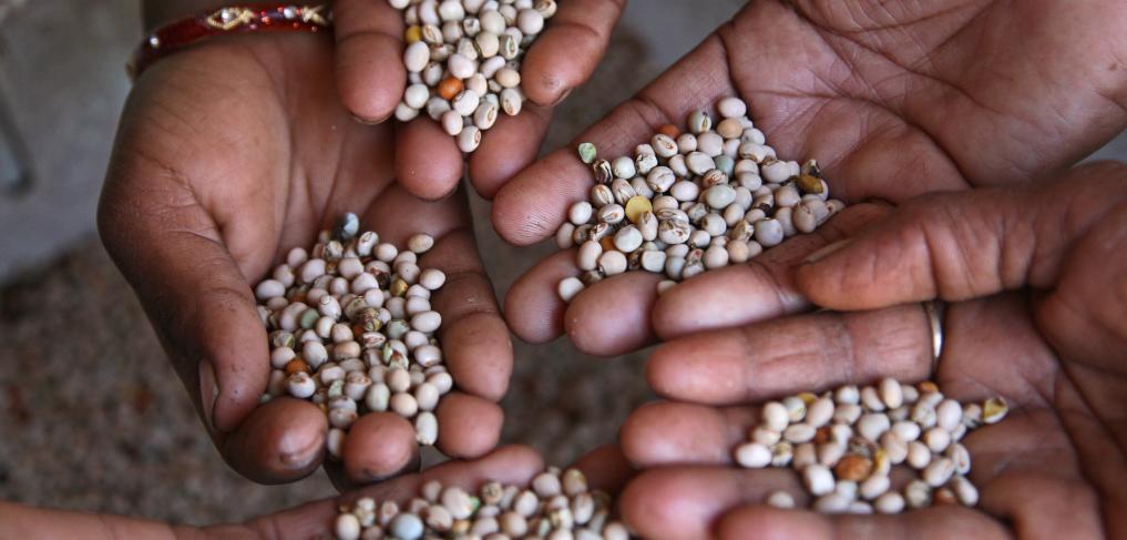 A close up of women's hands showing their agricultural produce in India. © Simone D. McCourtie / World Bank
