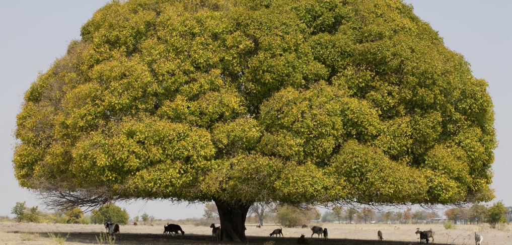 A tree in Namibia. © John Hogg / World Bank