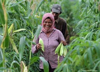 Thoeun harvests corn from her farm. © Chhor Sokunthea / World Bank