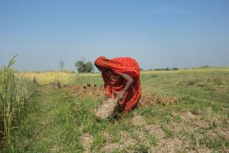 A Nepalese lady working in a field