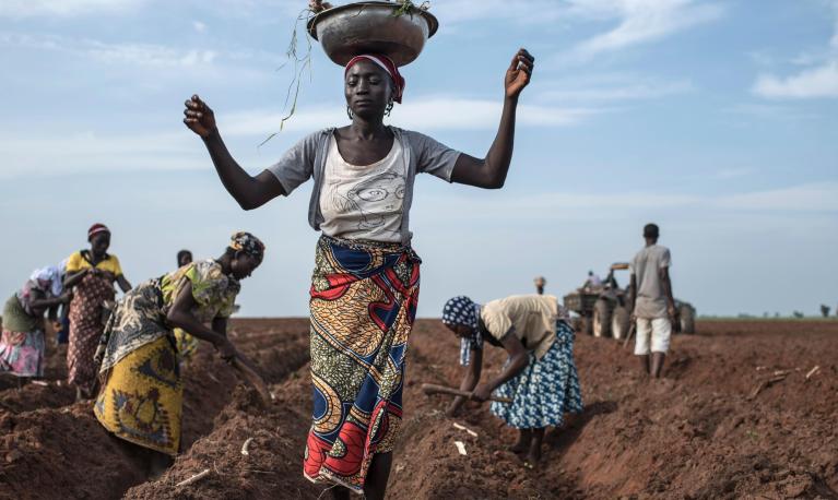 A woman distributes cassava cuttings while others plant them on on July 12, 2017 in Nigeria. (Photo by STEFAN HEUNIS/AFP/Getty Images).