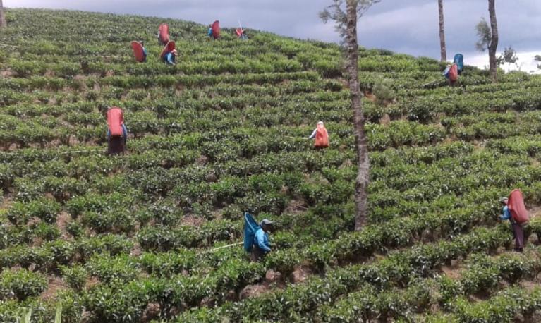 A tea plantation in Sri Lanka. Many tea plantation workers in Sri Lanka, where masks are mandatory, have been forced to buy or make their own protective face-wear. Photograph: Dr Yasmin Gunaratnam