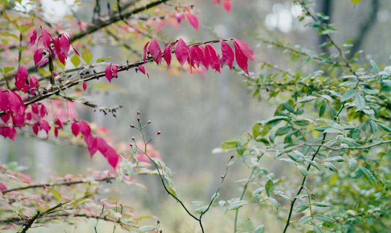 A close up of flowers © The Correspondent