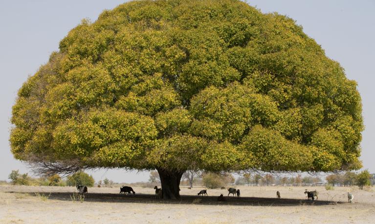 A tree in Namibia. © John Hogg / World Bank