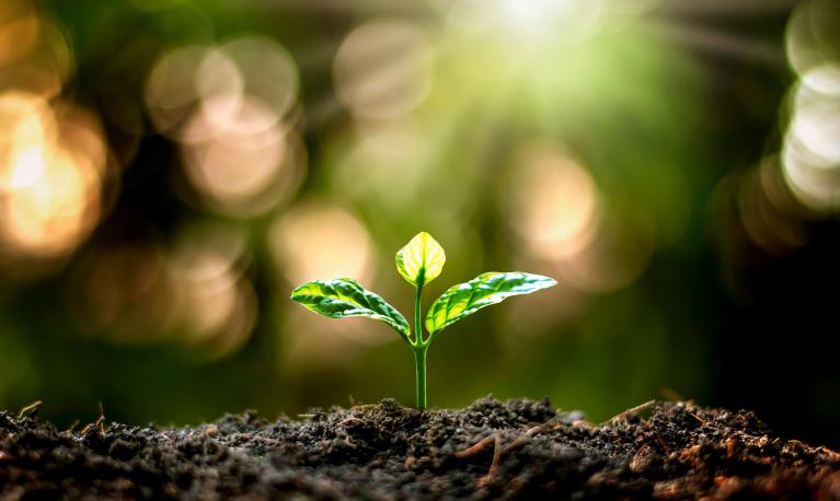 A seedling in a forest. © Stock photo ID: 1728732721
