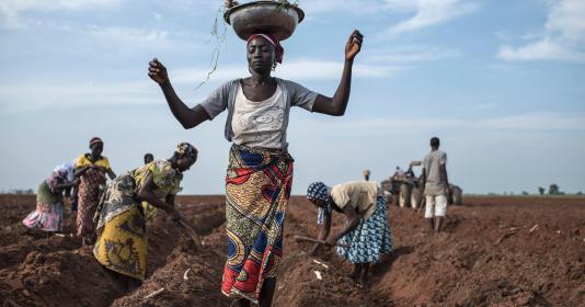 A woman distributes cassava cuttings while others plant them on on July 12, 2017 in Nigeria. (Photo by STEFAN HEUNIS/AFP/Getty Images).