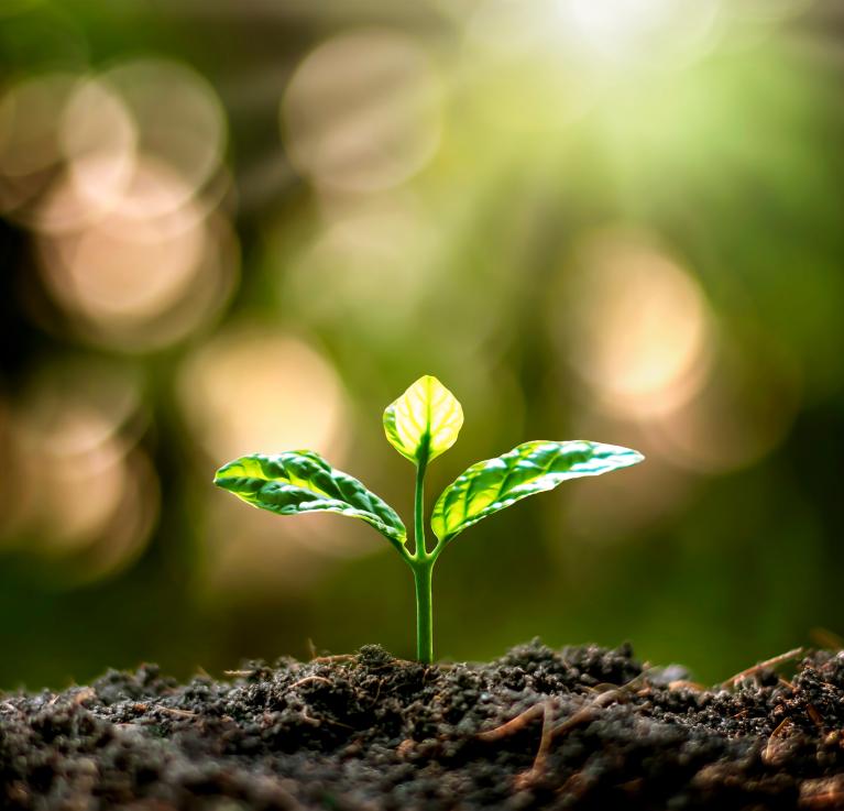 A seedling in a forest. © Stock photo ID: 1728732721