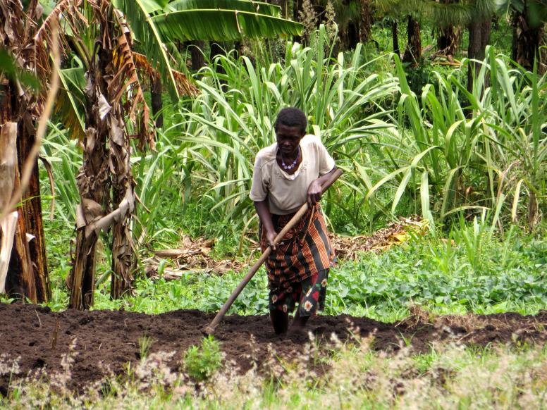 A young women tends to her farming plot in Uganda. Photo Credit: © Bindubaba/Flickr